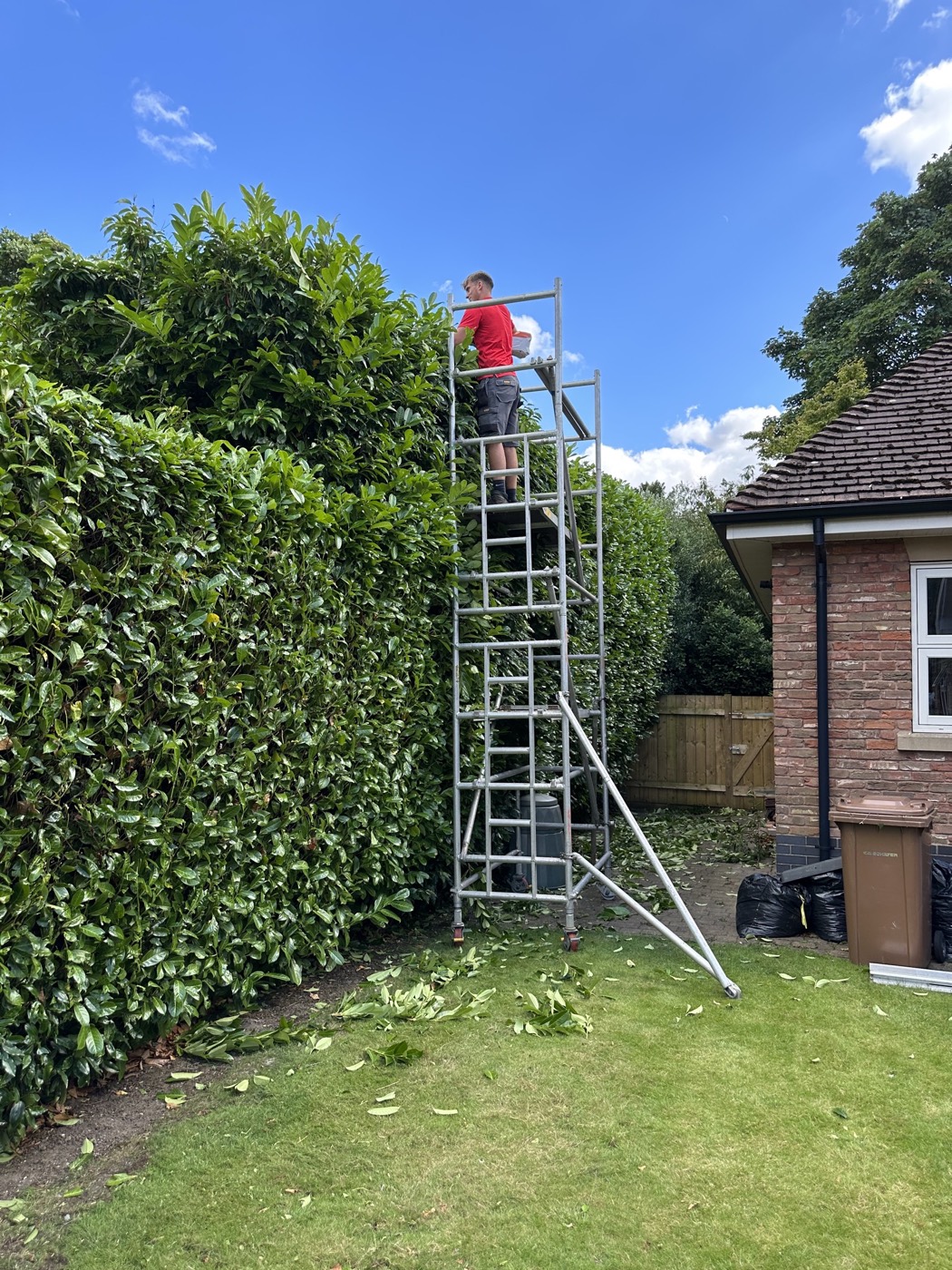 Tall laurel hedge being reduced in height from a mobile access tower