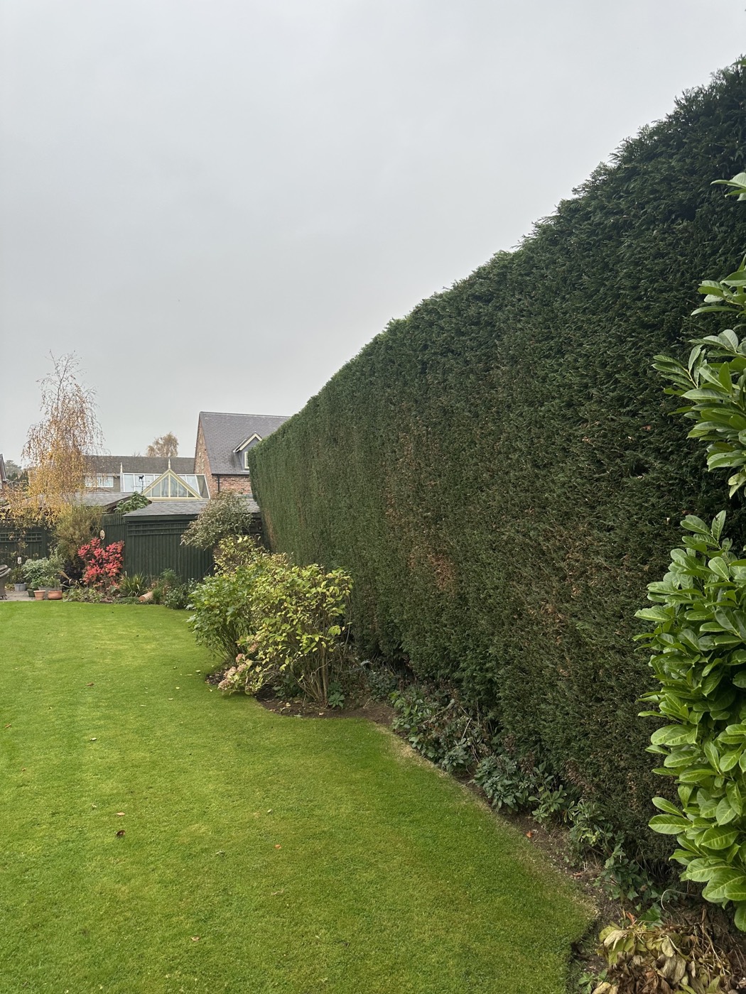 A tall boundary hedge cut straight along a mown lawn
