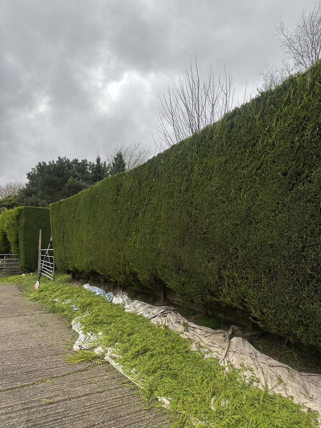 A tall conifer hedge cut straight along its full length