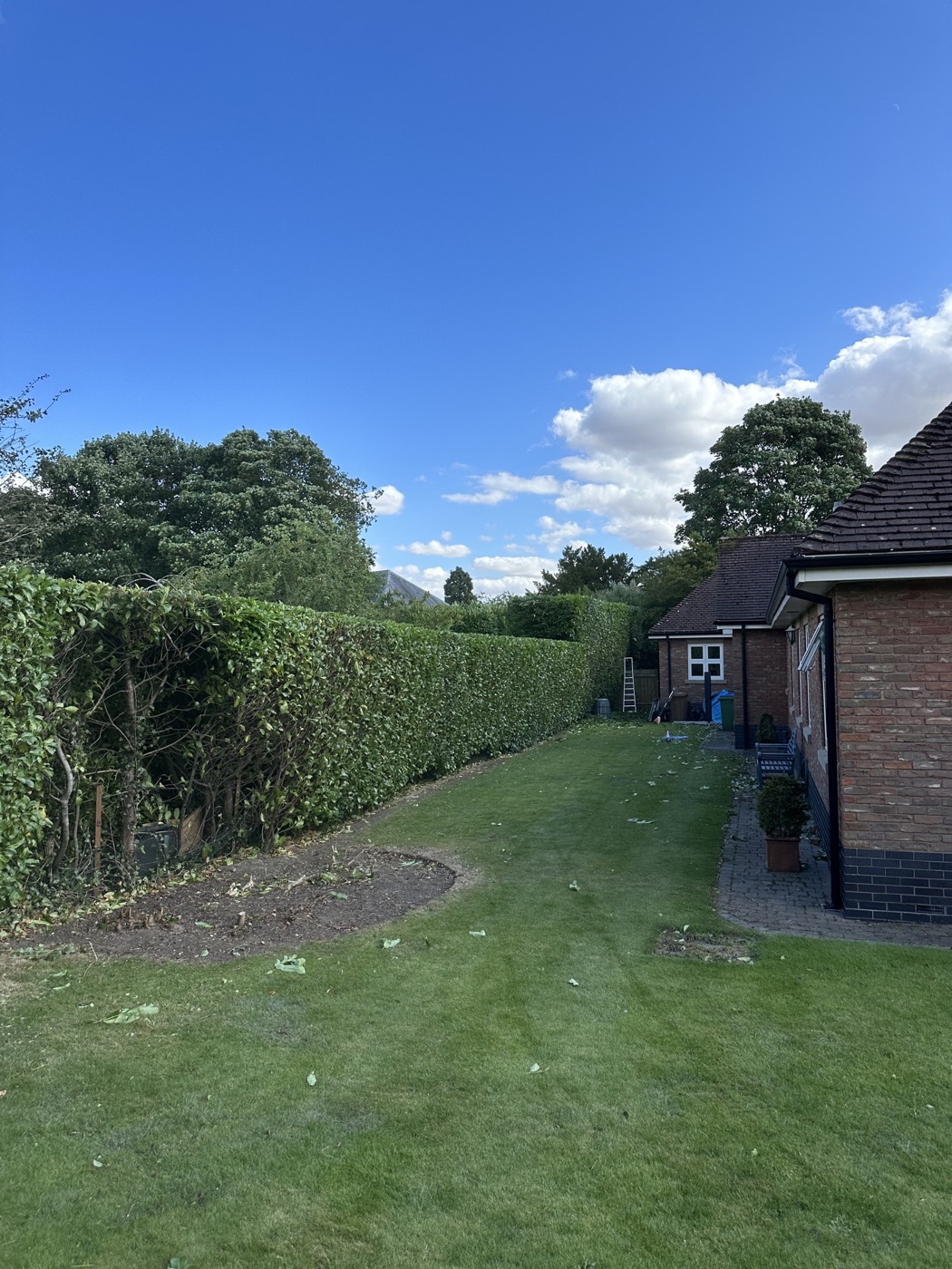Long side boundary hedge freshly trimmed back beside a lawn