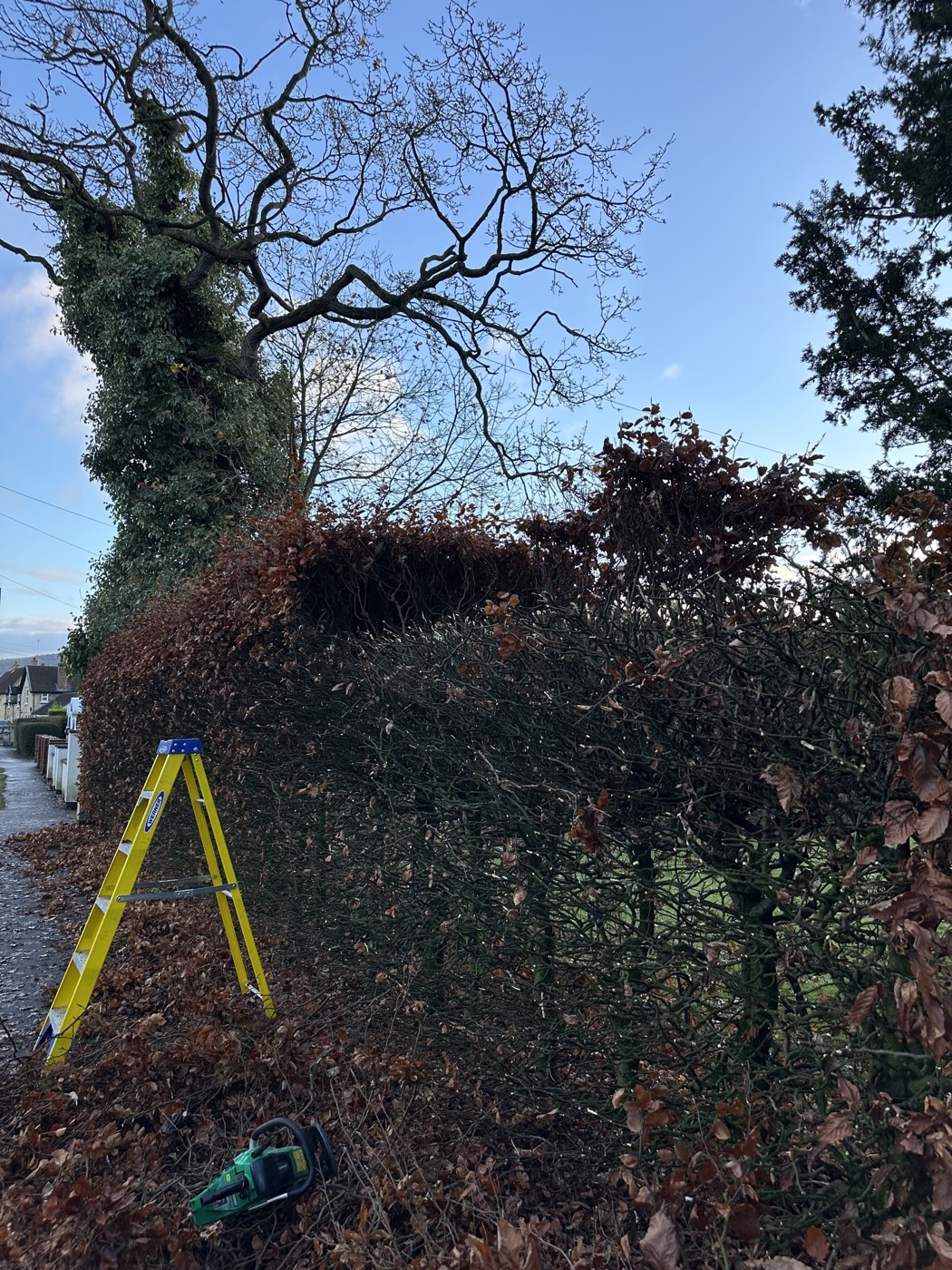 Roadside beech hedge part-way through a height reduction